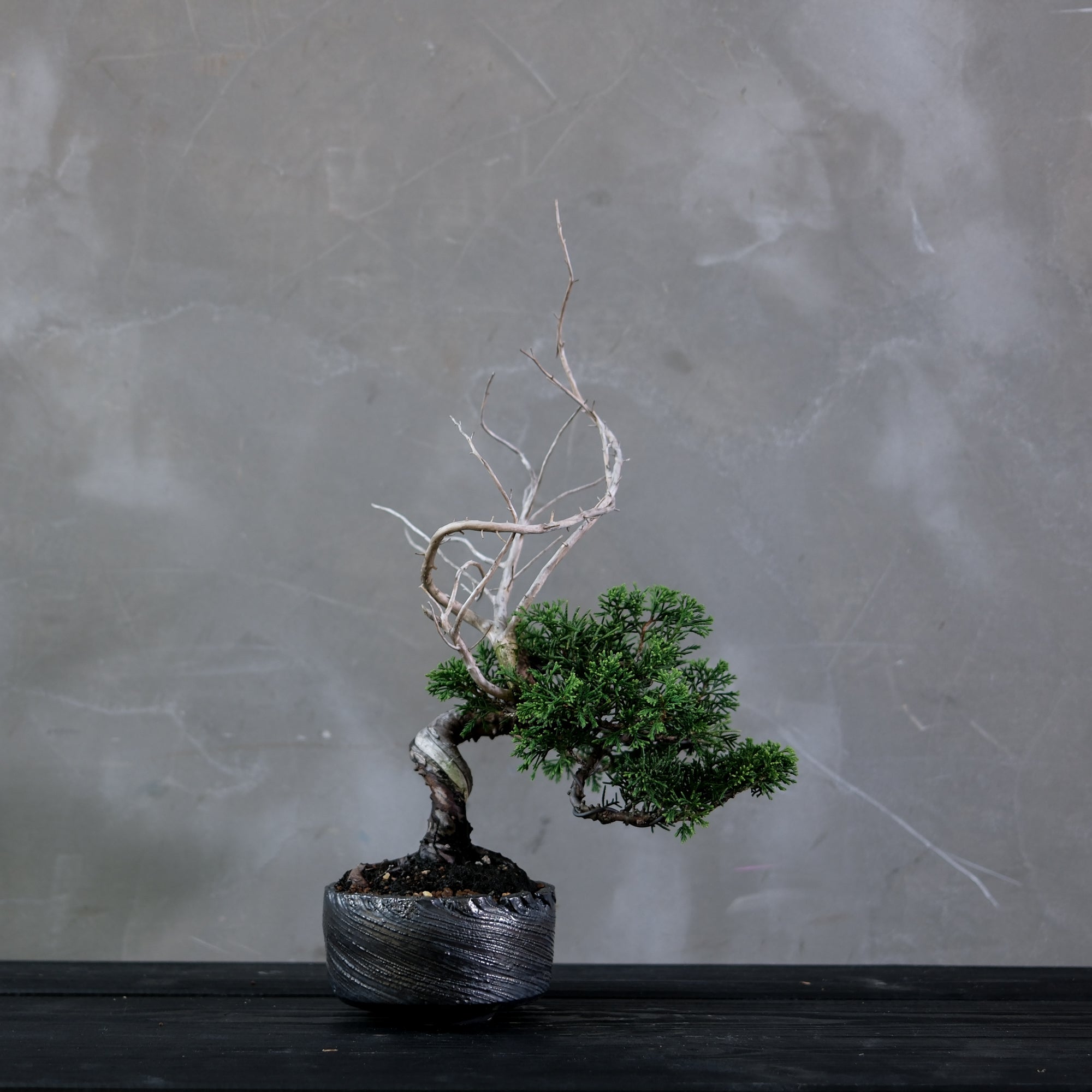 Japanese Juniper Bonsai | 日本系魚川真柏| 24IJ024 – epilogue