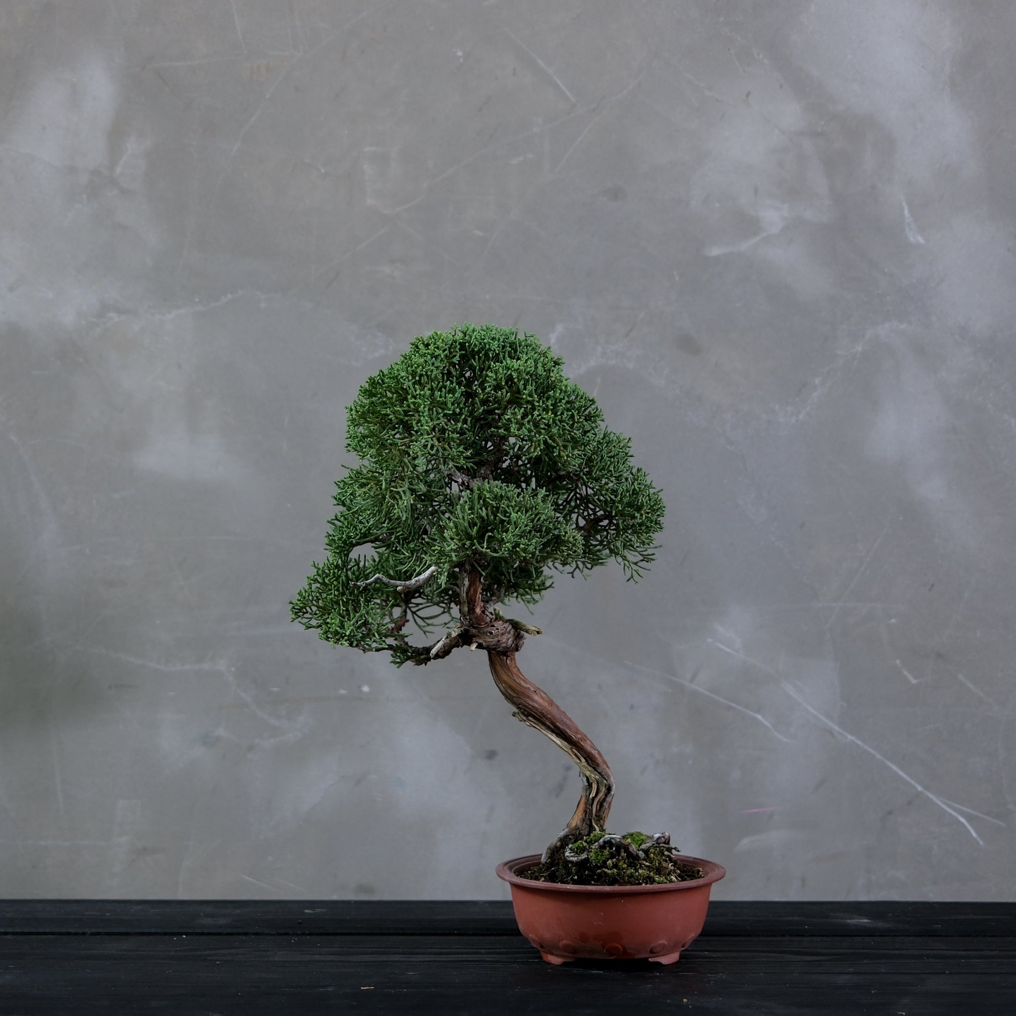 Chinese Elm Bonsai | Bonsai Learning Center Store