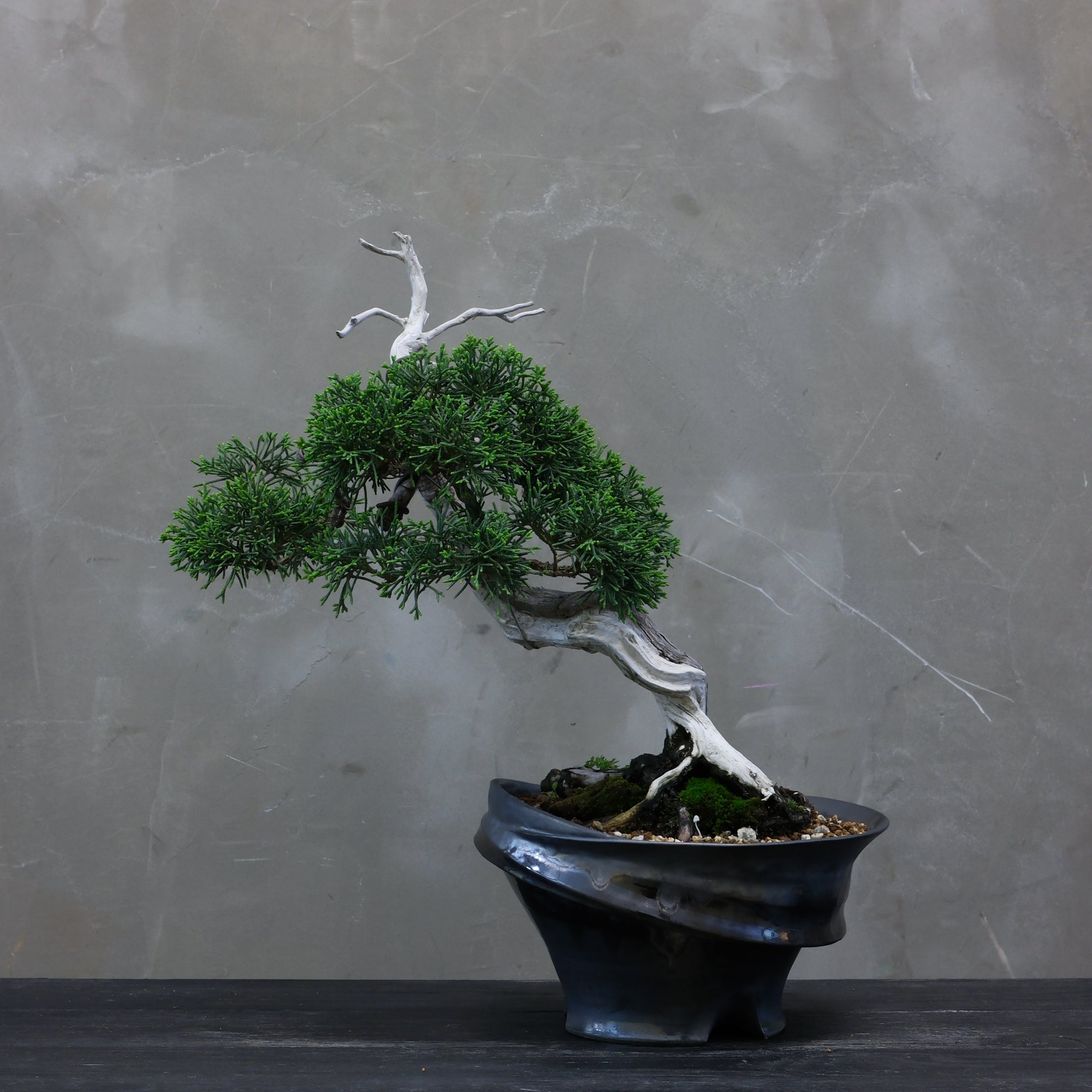 Japanese Juniper Bonsai | 日本系魚川真柏| 25IJ003 – epilogue