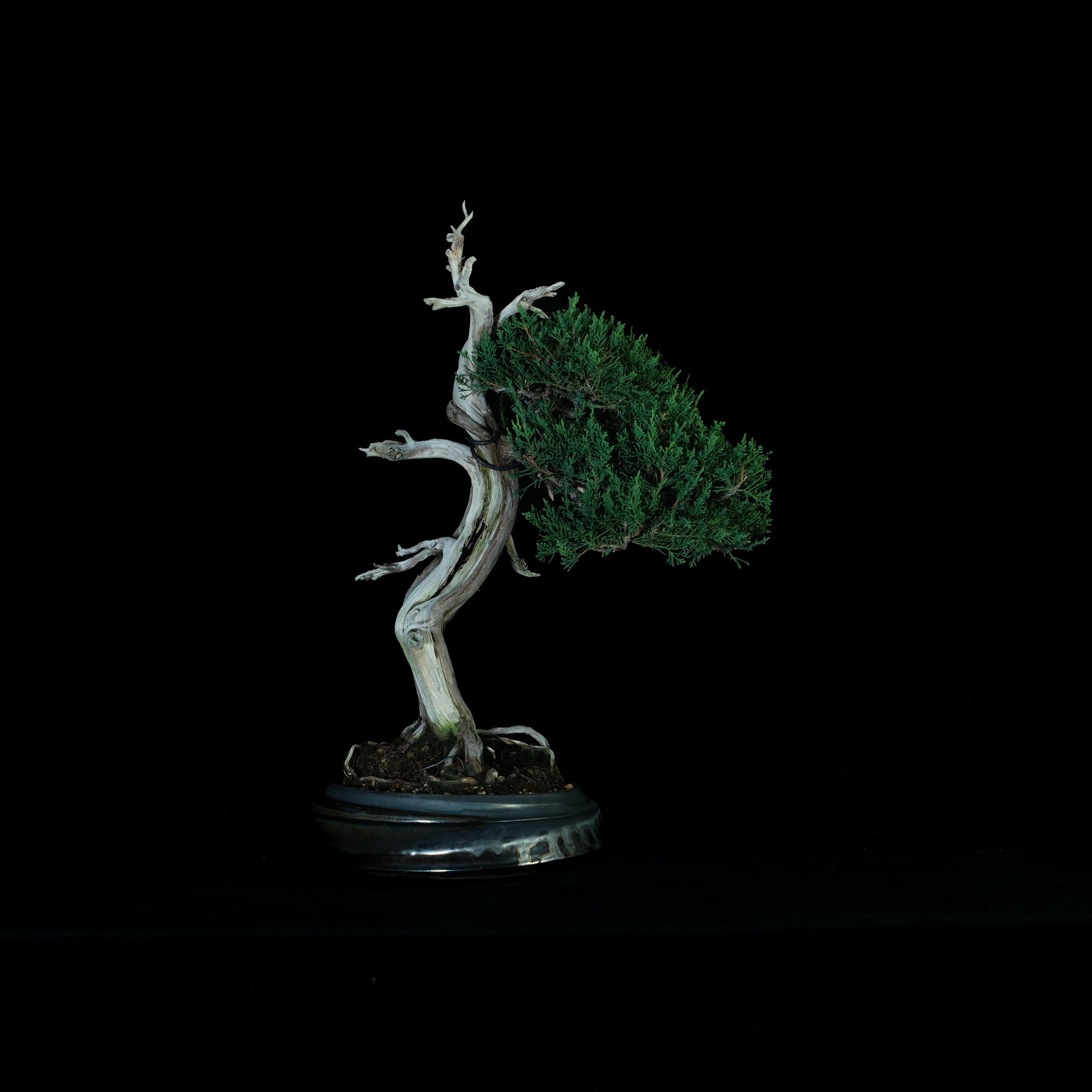 Japanese Juniper Bonsai | 日本系魚川真柏盆景| 25IJ002 – epilogue