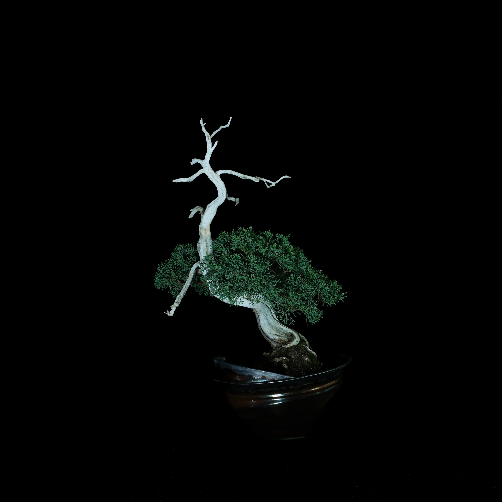 Japanese Juniper Bonsai | 日本系魚川真柏盆景| 25IJ006 – epilogue
