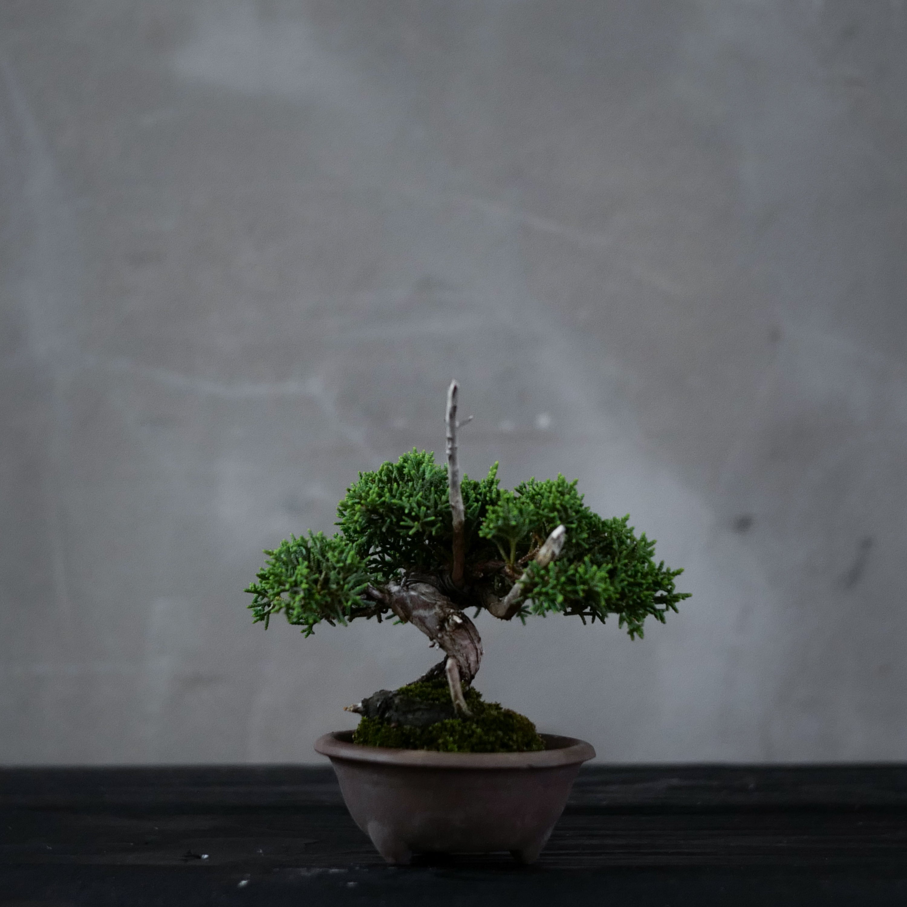 Japanese Juniper Bonsai | 日本系魚川真柏 | 24IJ009