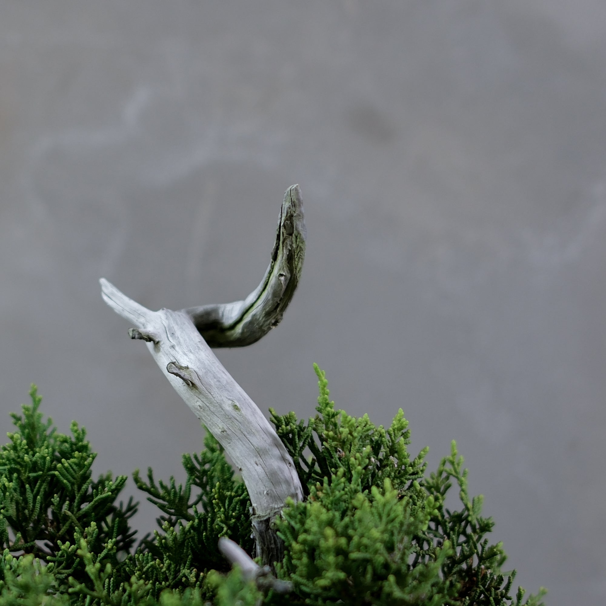 【専用】♾infinity♾様 イチジク穂木 7本 Japanese Juniper Bonsai | 日本系魚川真柏| 25IJ002 – epilogue