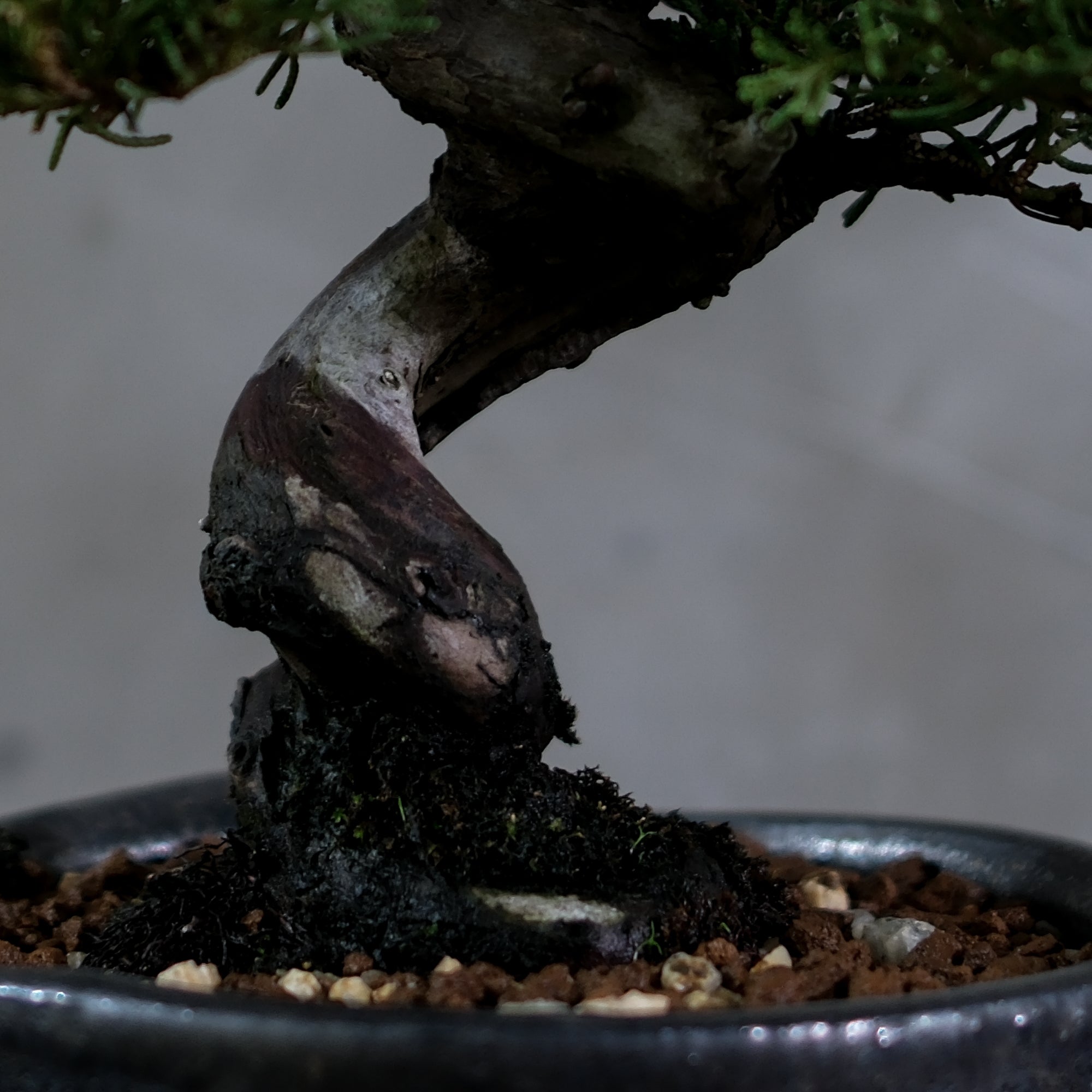 Japanese Juniper Bonsai | 日本系魚川真柏| 24IJ025 – epilogue