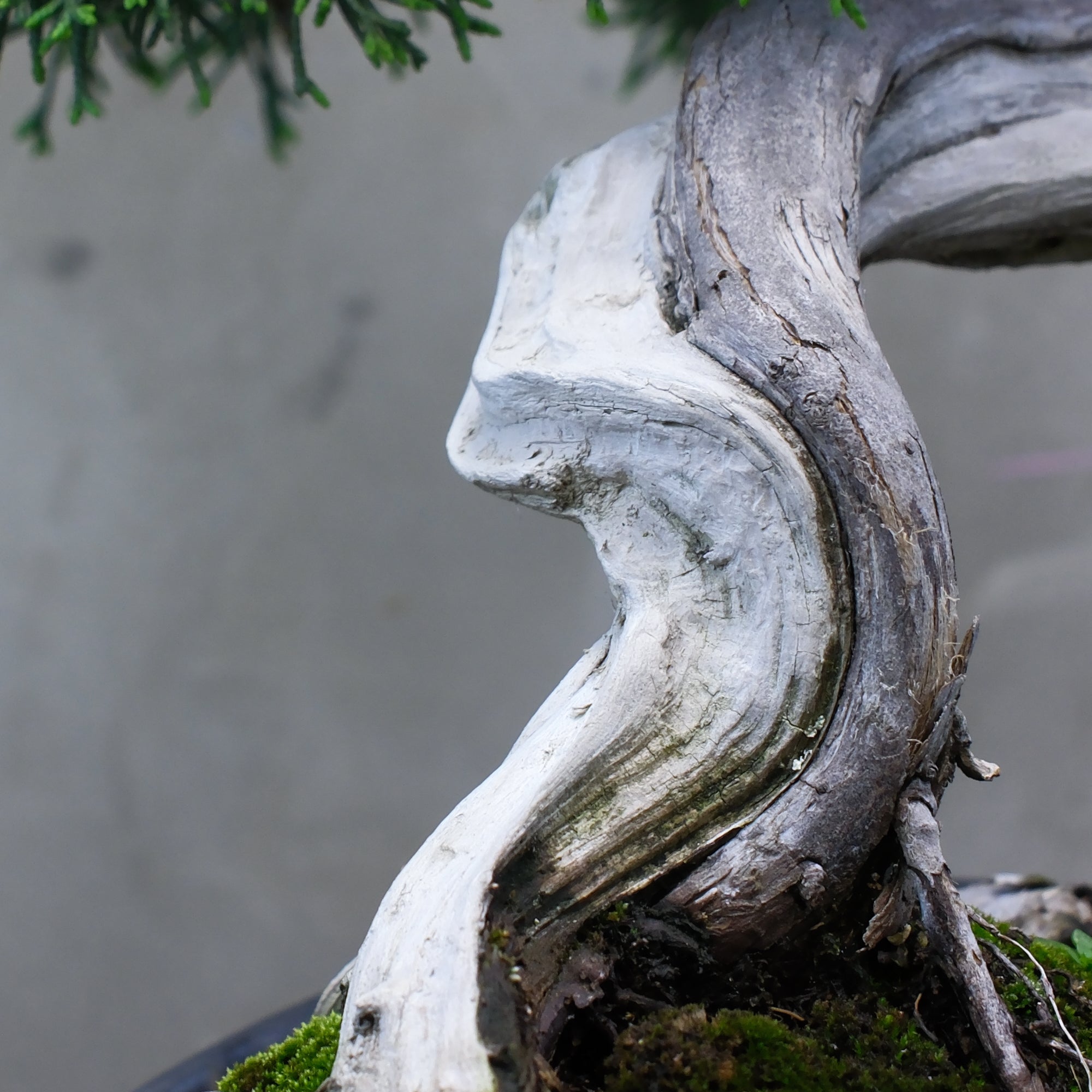 Japanese Juniper Bonsai | 日本系魚川真柏| 25IJ003 – epilogue