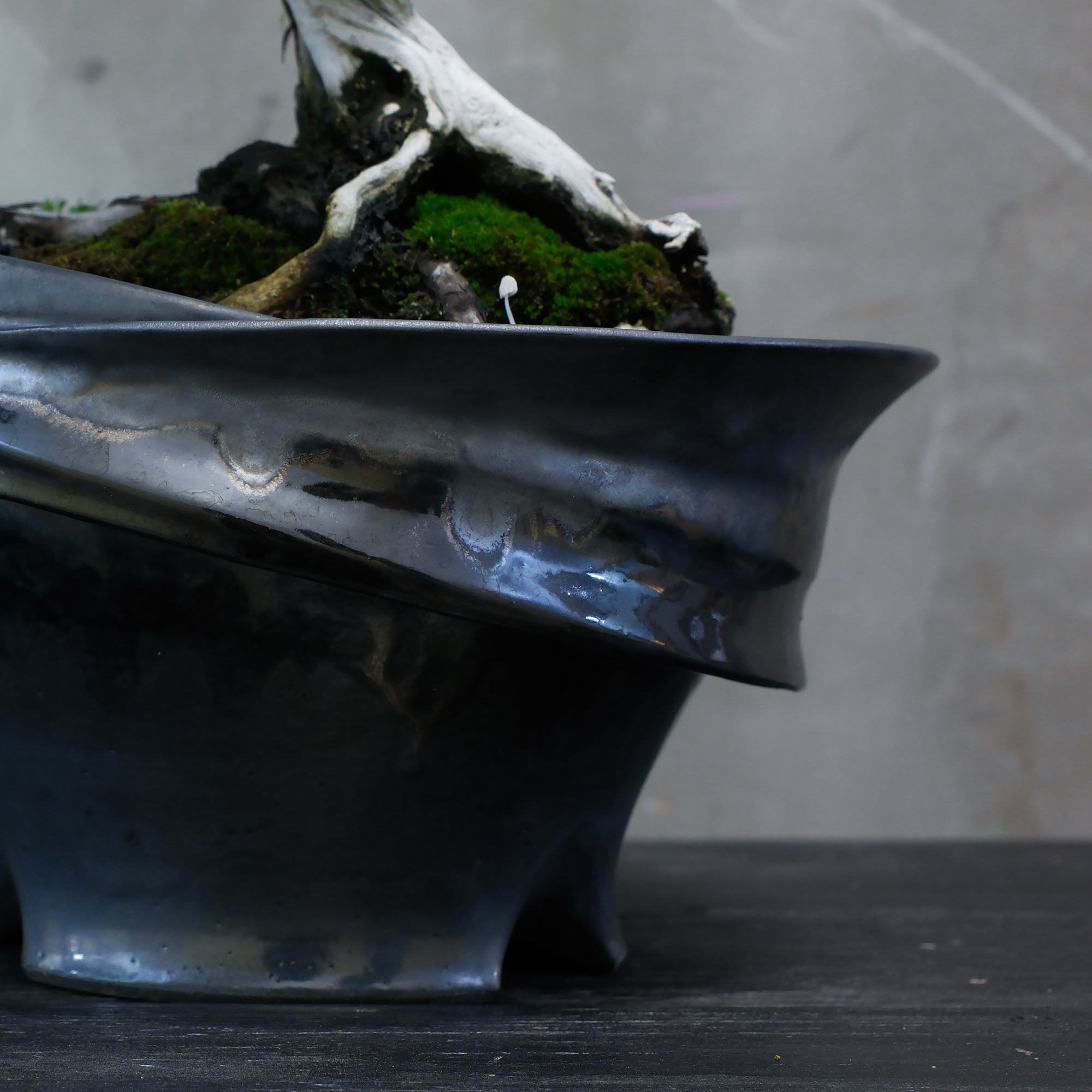 Japanese Juniper Bonsai | 日本系魚川真柏| 25IJ003 – epilogue