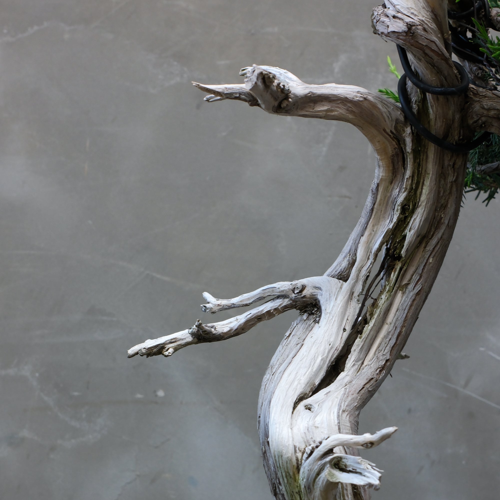 【専用】♾infinity♾様 イチジク穂木 7本 Japanese Juniper Bonsai | 日本系魚川真柏| 25IJ002 – epilogue