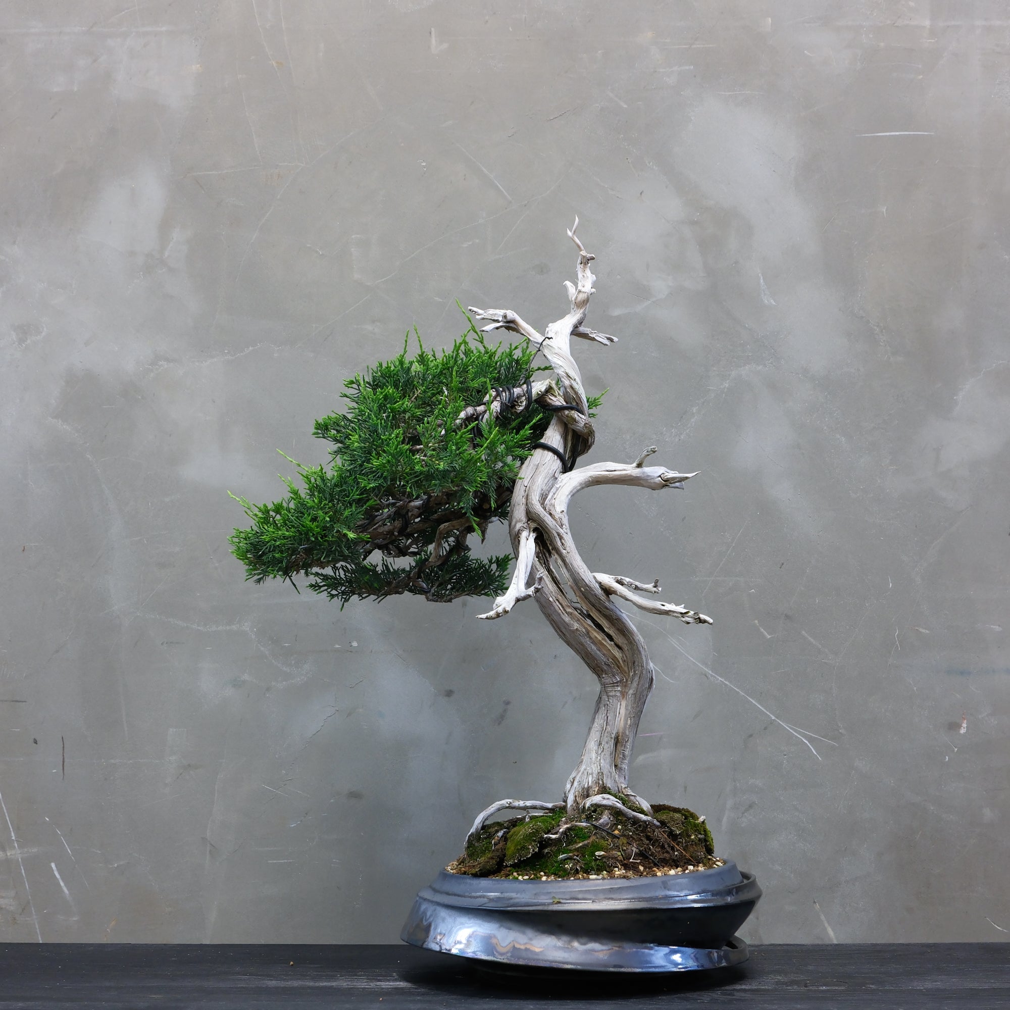 Japanese Juniper Bonsai | 日本系魚川真柏| 25IJ002 – epilogue