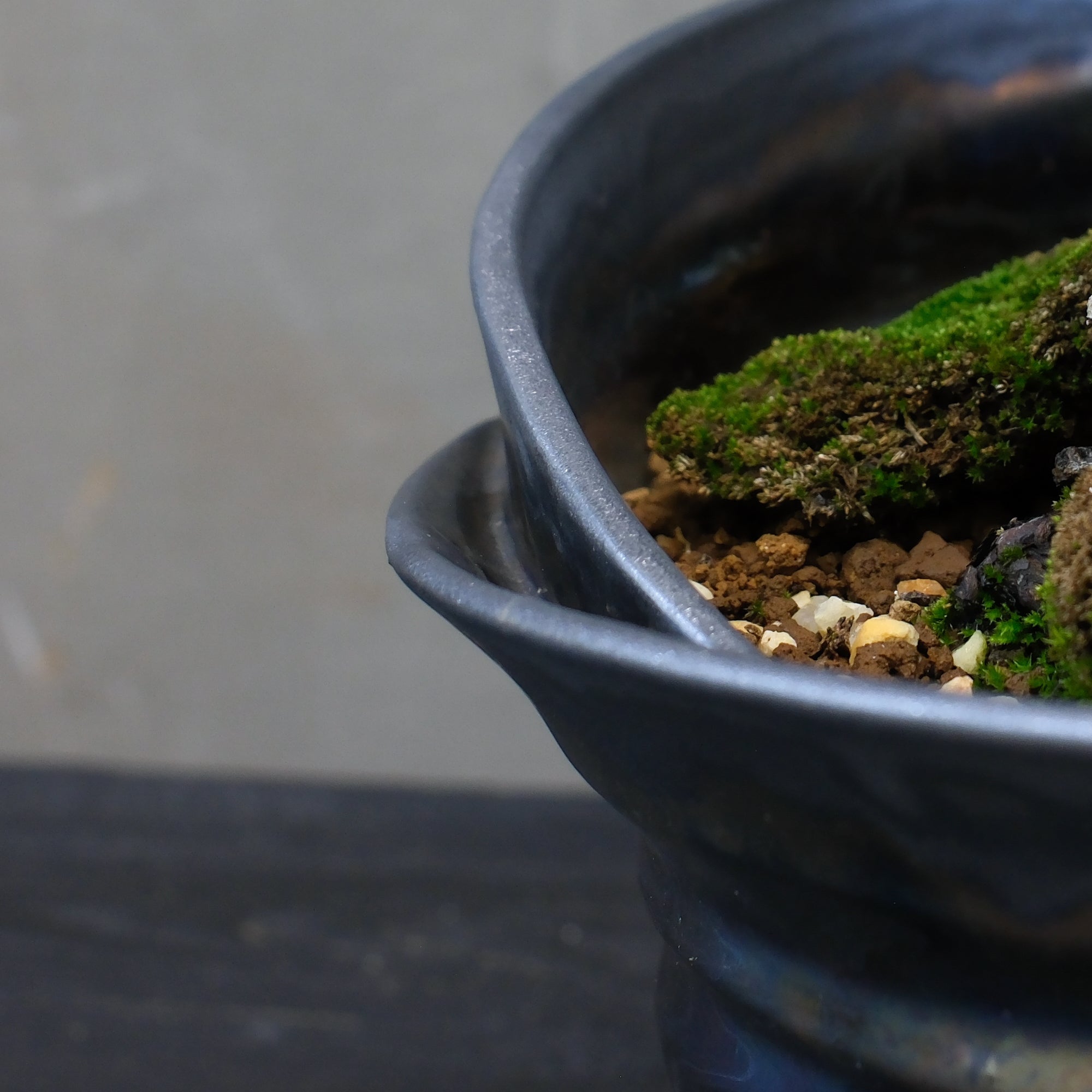 Japanese Juniper Bonsai | 日本系魚川真柏| 25IJ006 – epilogue