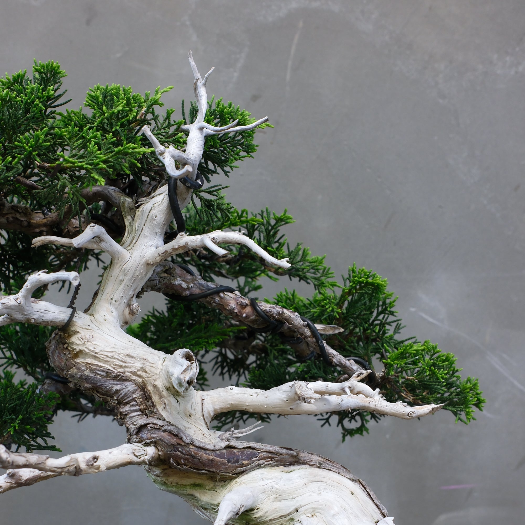robinceramicstudio bonsai 羅本製所 金属盆景君 robinceramicstudio bonsai 羅本製所 金属盆景君 - メルカリ