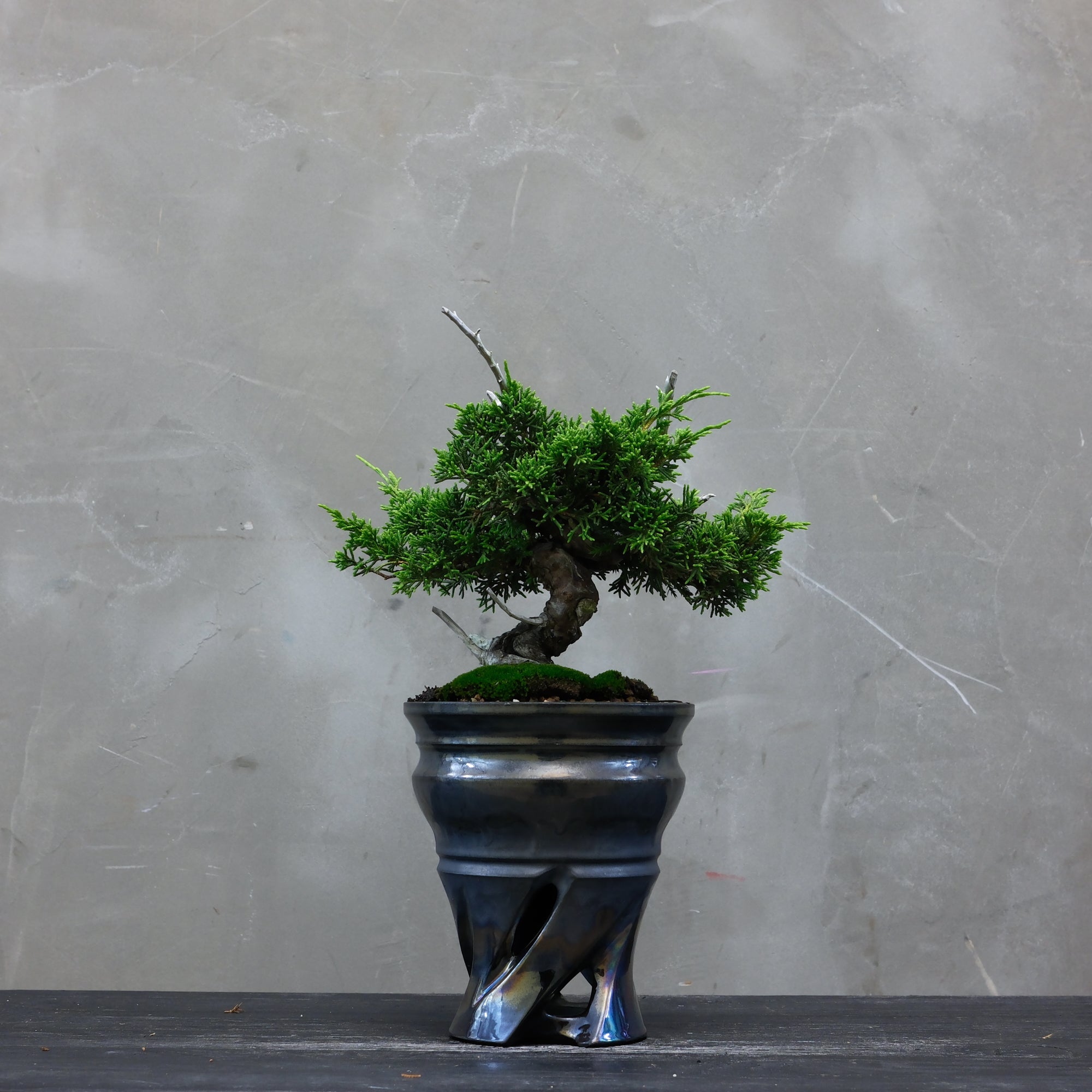 Japanese Juniper Bonsai | 日本系魚川真柏| 25IJ004 – epilogue