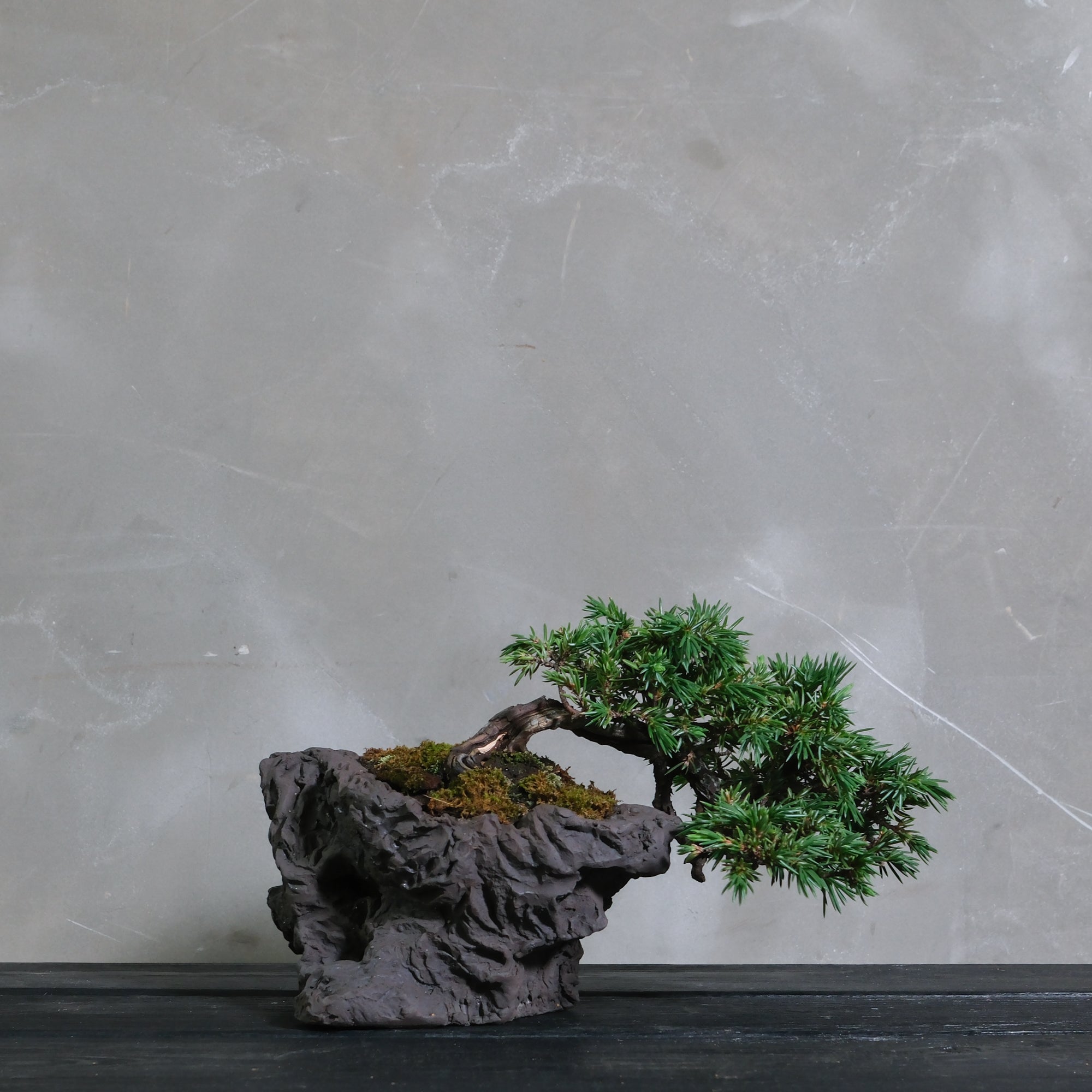 盆栽用苗 kojikoji Japanese maple] I want to make a small bonsai / Beginner