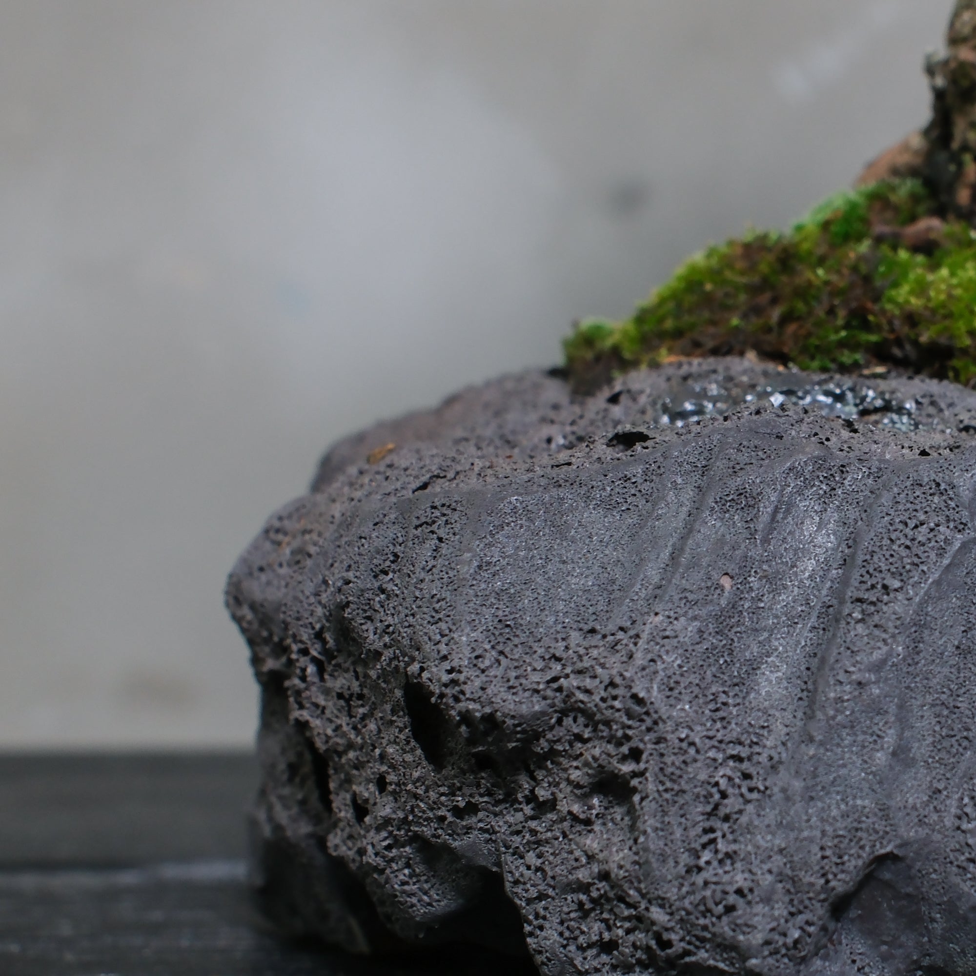 棘.PLANTS image.jpg
