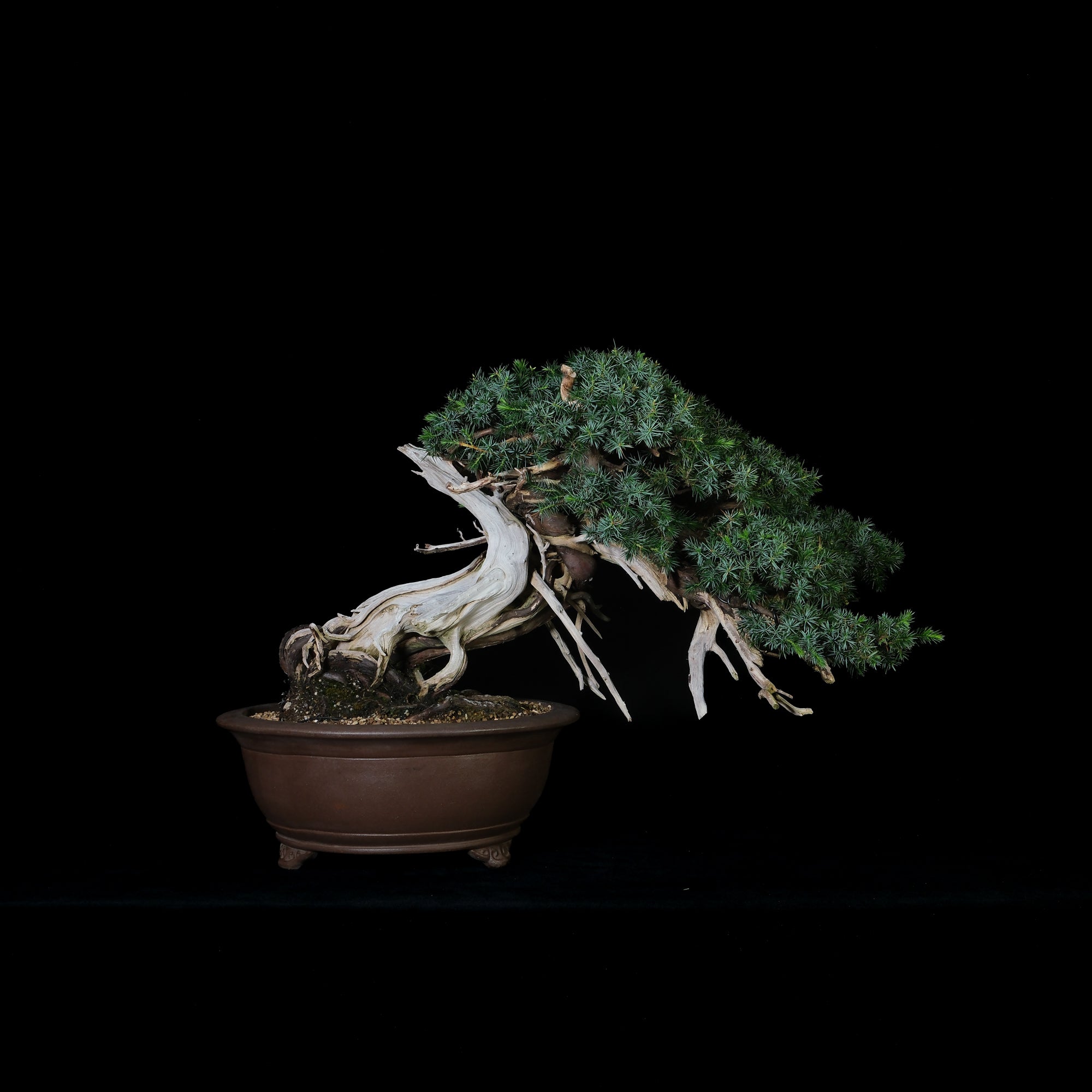 Japanese Mountain Juniperus Rigida Bonsai | 日本山採杜松盆景 | 25IJ015 ...