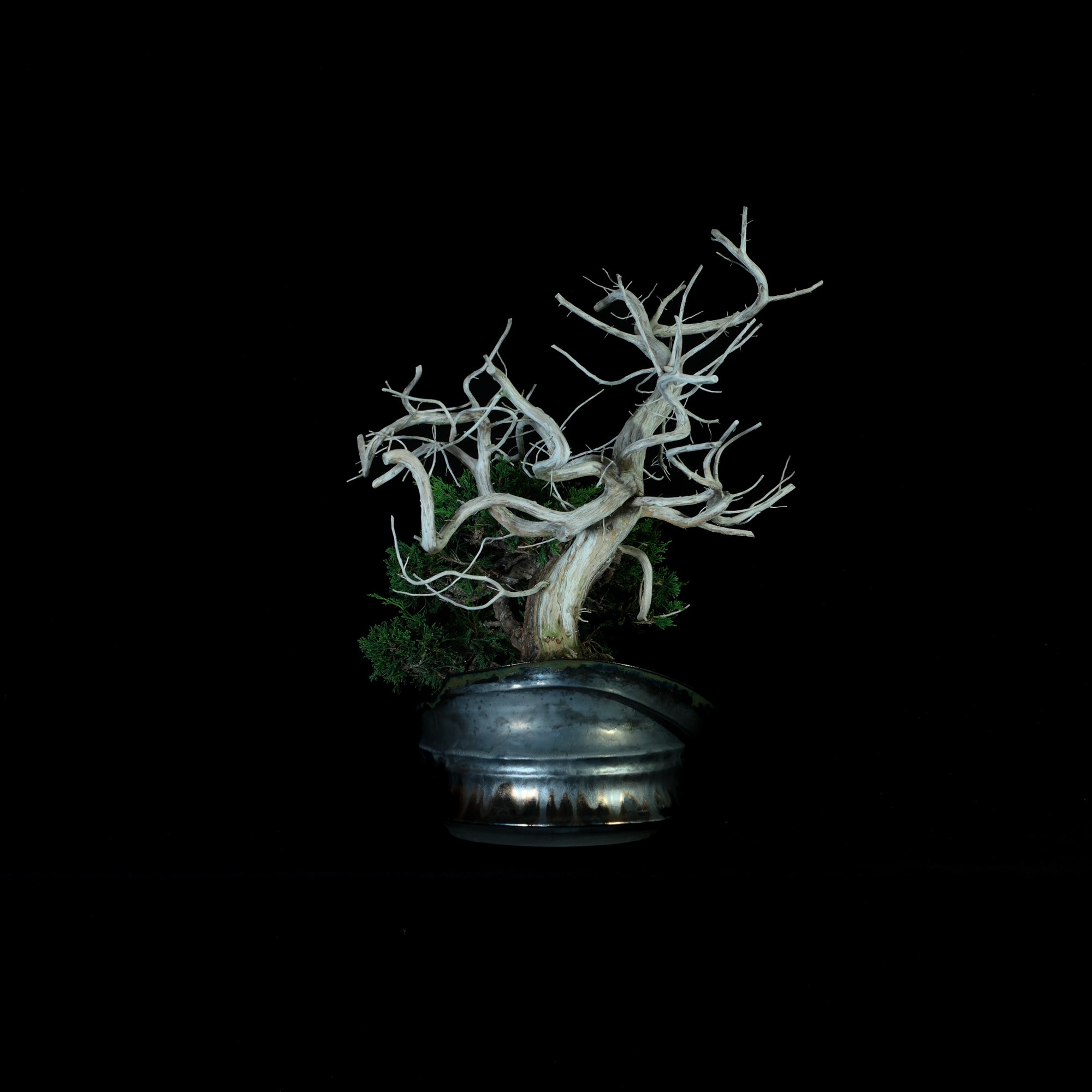 Japanese Juniper Bonsai | 日本系魚川真柏盆景| 25IJ005 – epilogue