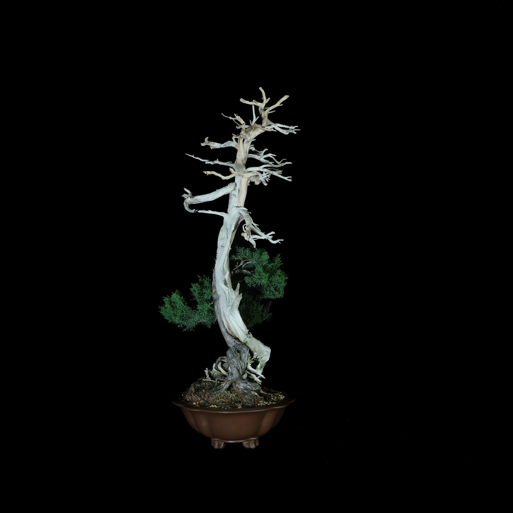 Japanese Mountain Juniper Bonsai | 日本山採系魚川真柏盆景| 25IJ018