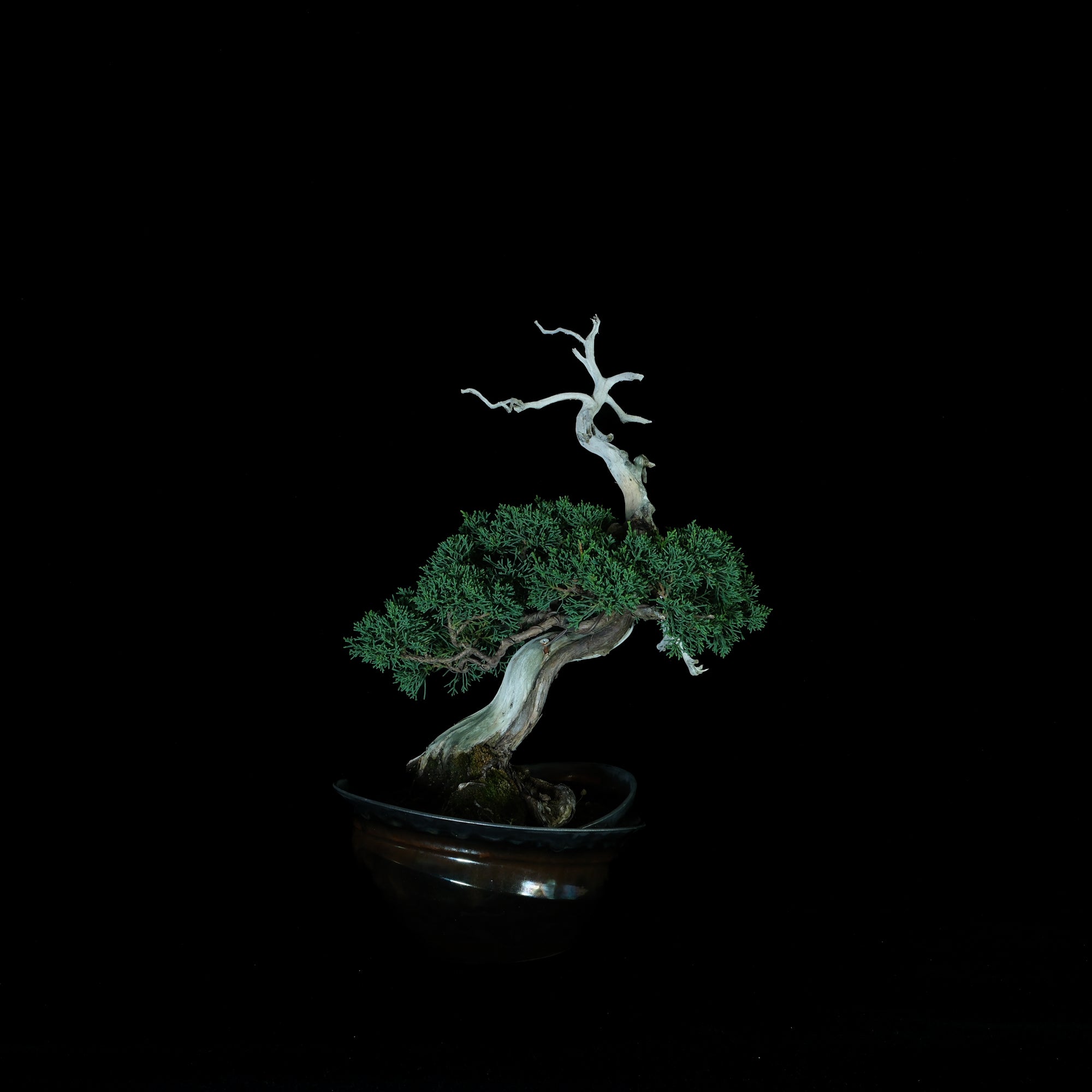 Japanese Juniper Bonsai | 日本系魚川真柏盆景| 25IJ006 – epilogue