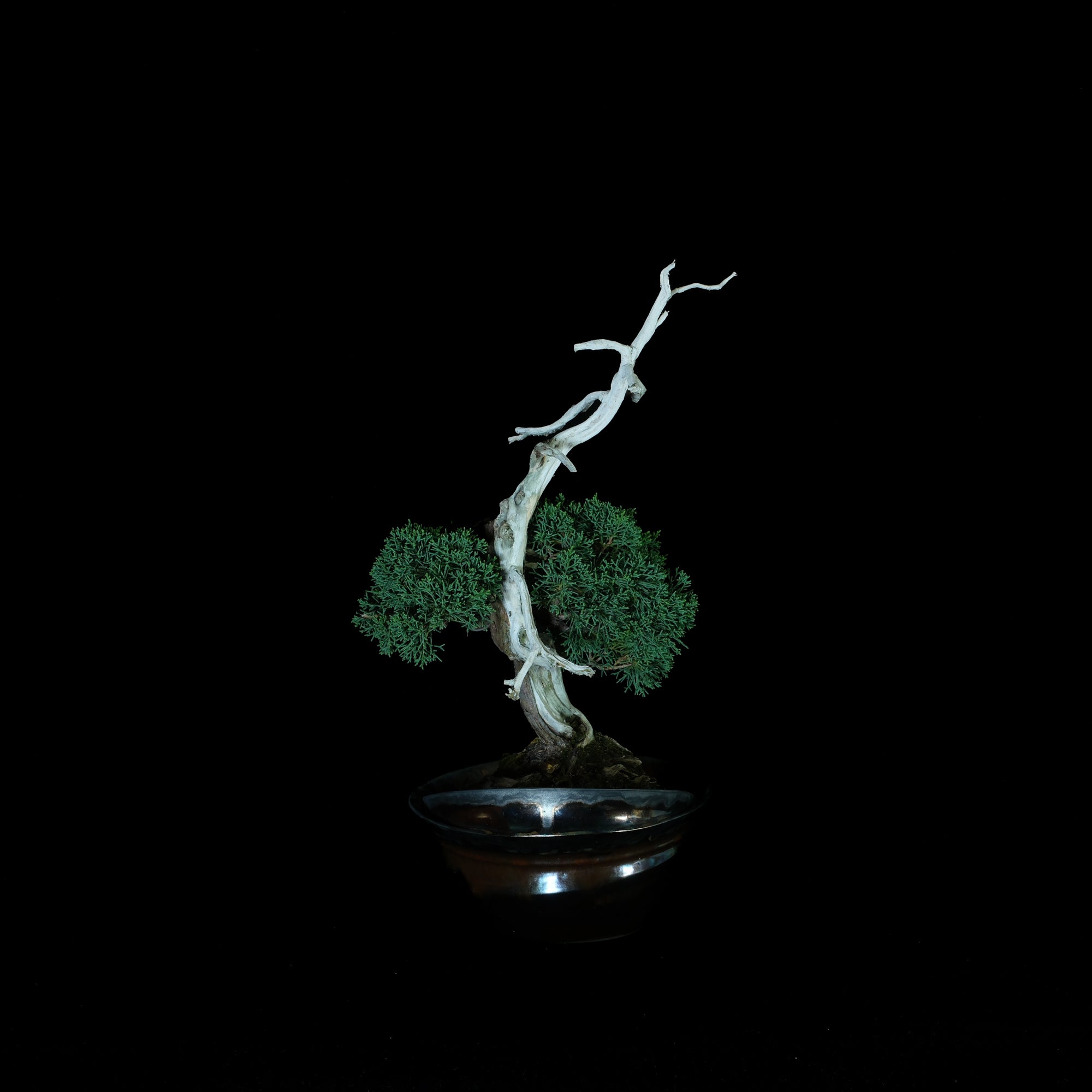 Japanese Juniper Bonsai | 日本系魚川真柏盆景| 25IJ006 – epilogue