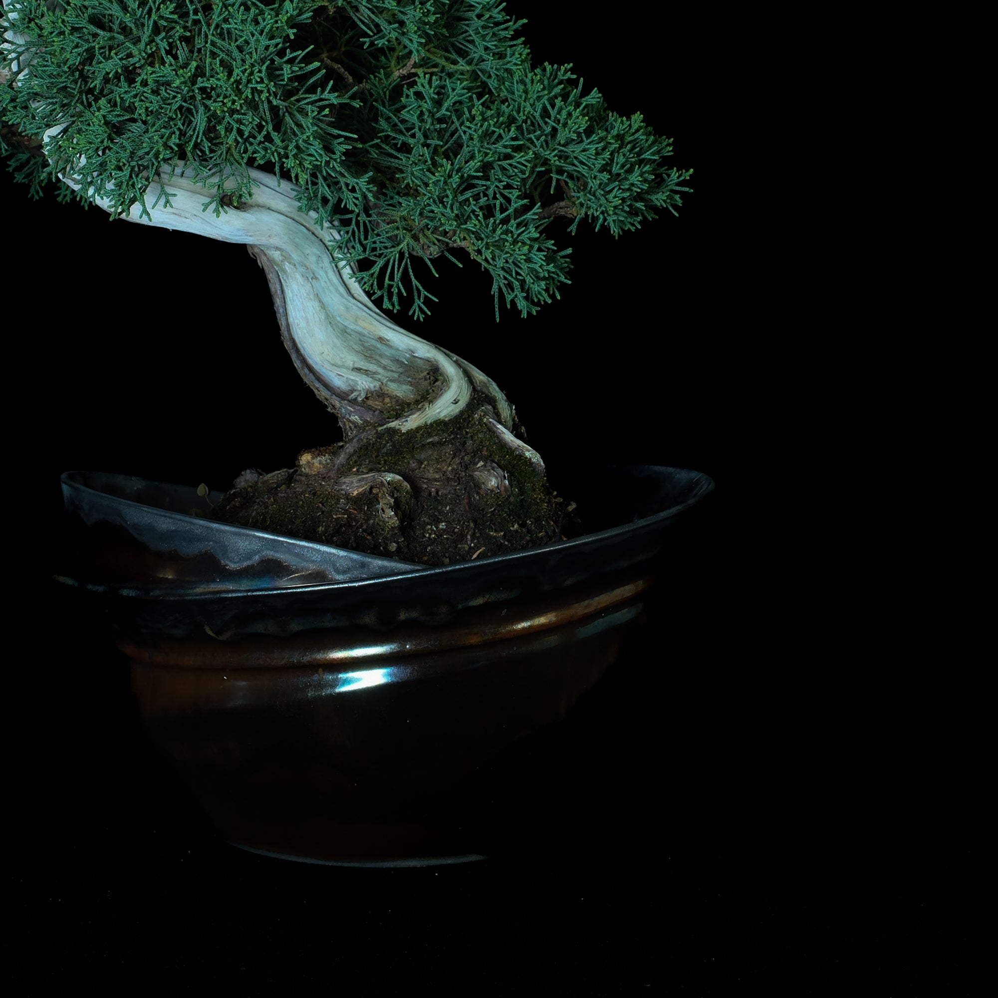 Japanese Juniper Bonsai | 日本系魚川真柏盆景| 25IJ006 – epilogue