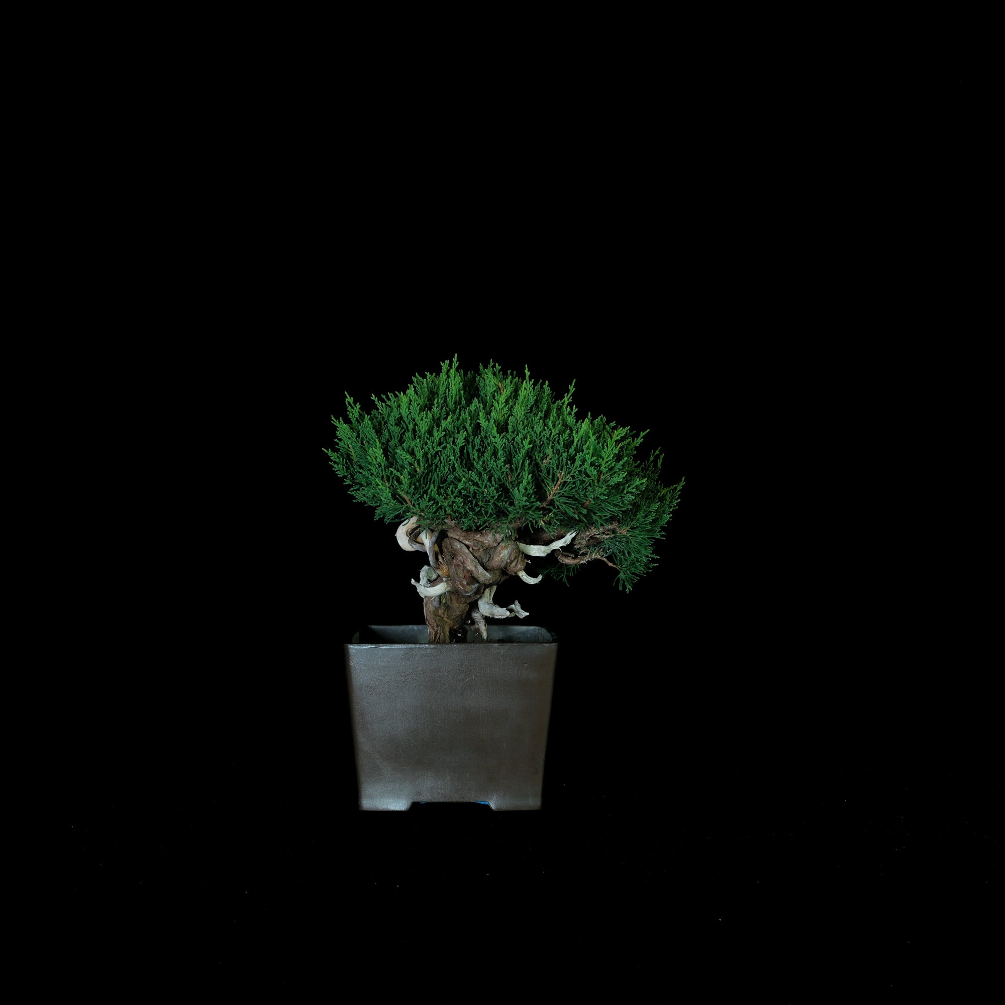 Japanese Juniper Bonsai | 日本真柏盆景| 25IJ017 – epilogue BONSAI