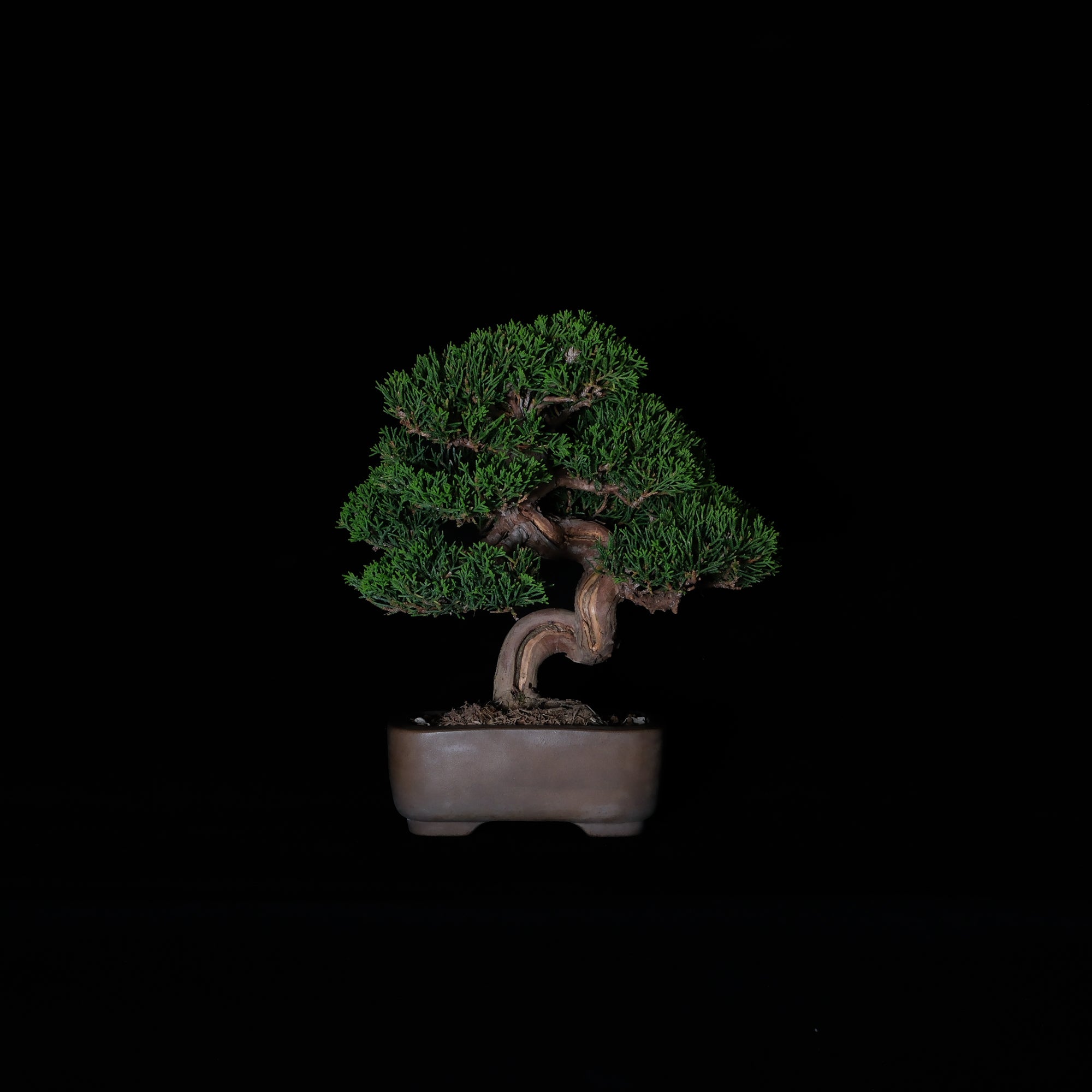 Japanese Juniper Bonsai | 日本系魚川真柏盆景| 26IJ003 – epilogue