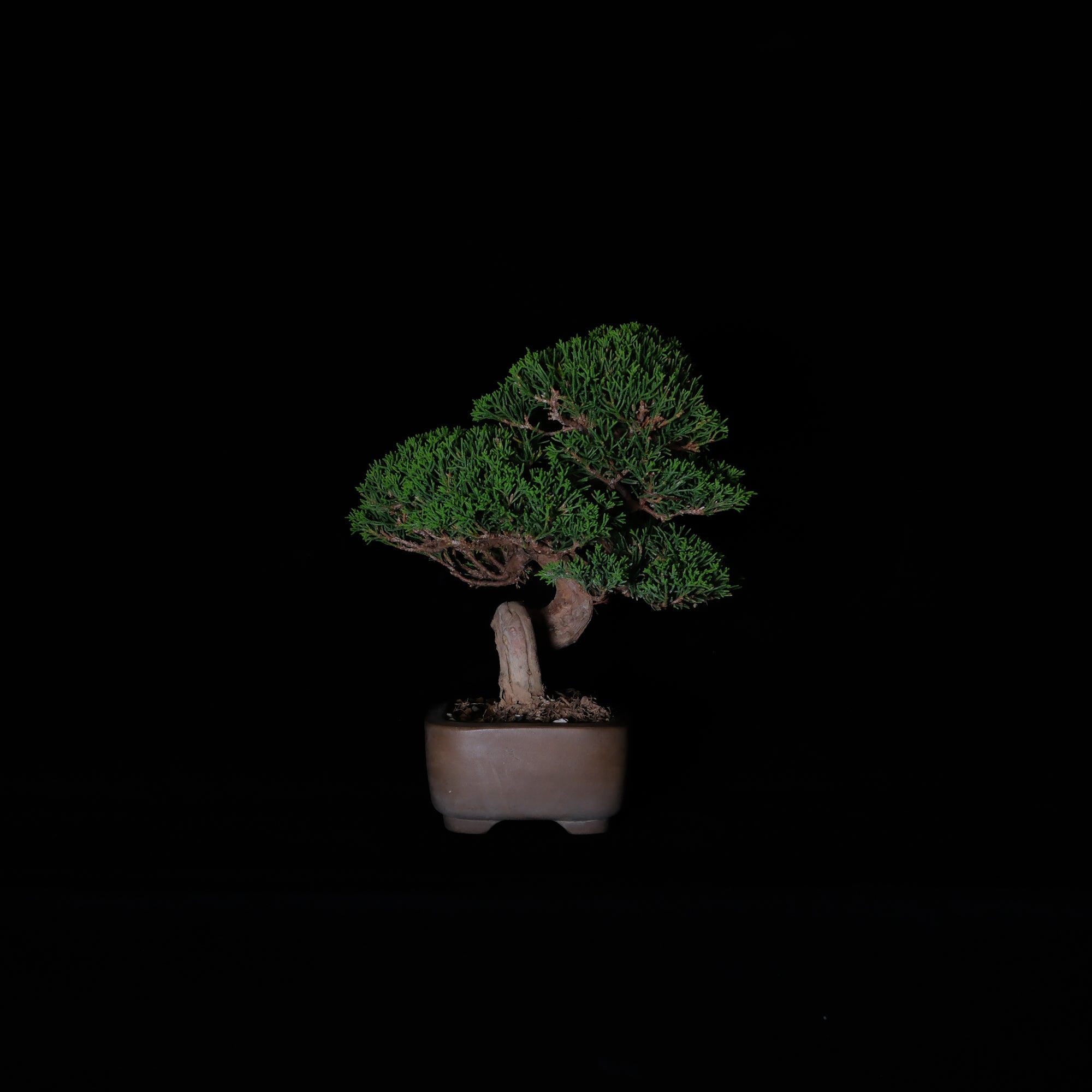 Japanese Juniper Bonsai | 日本系魚川真柏盆景| 26IJ003 – epilogue
