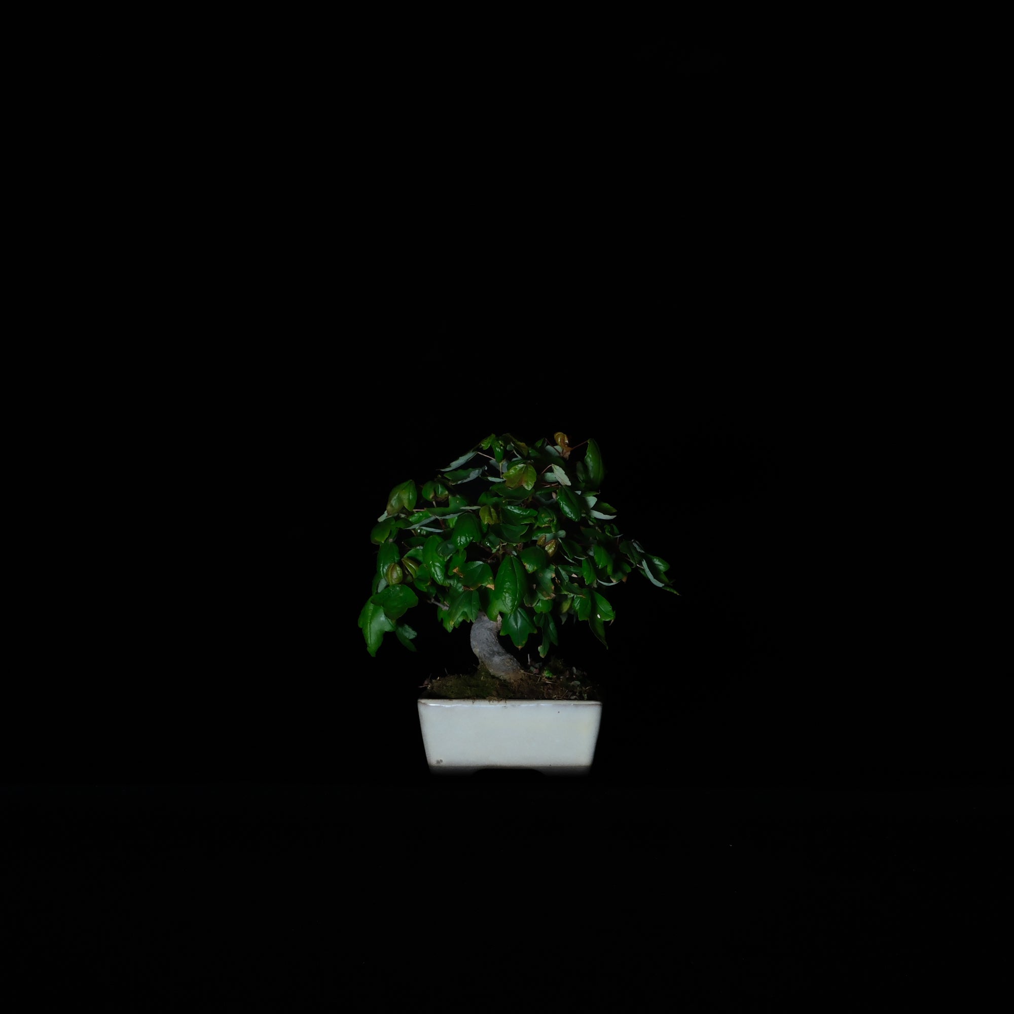 CODE: 25DC007