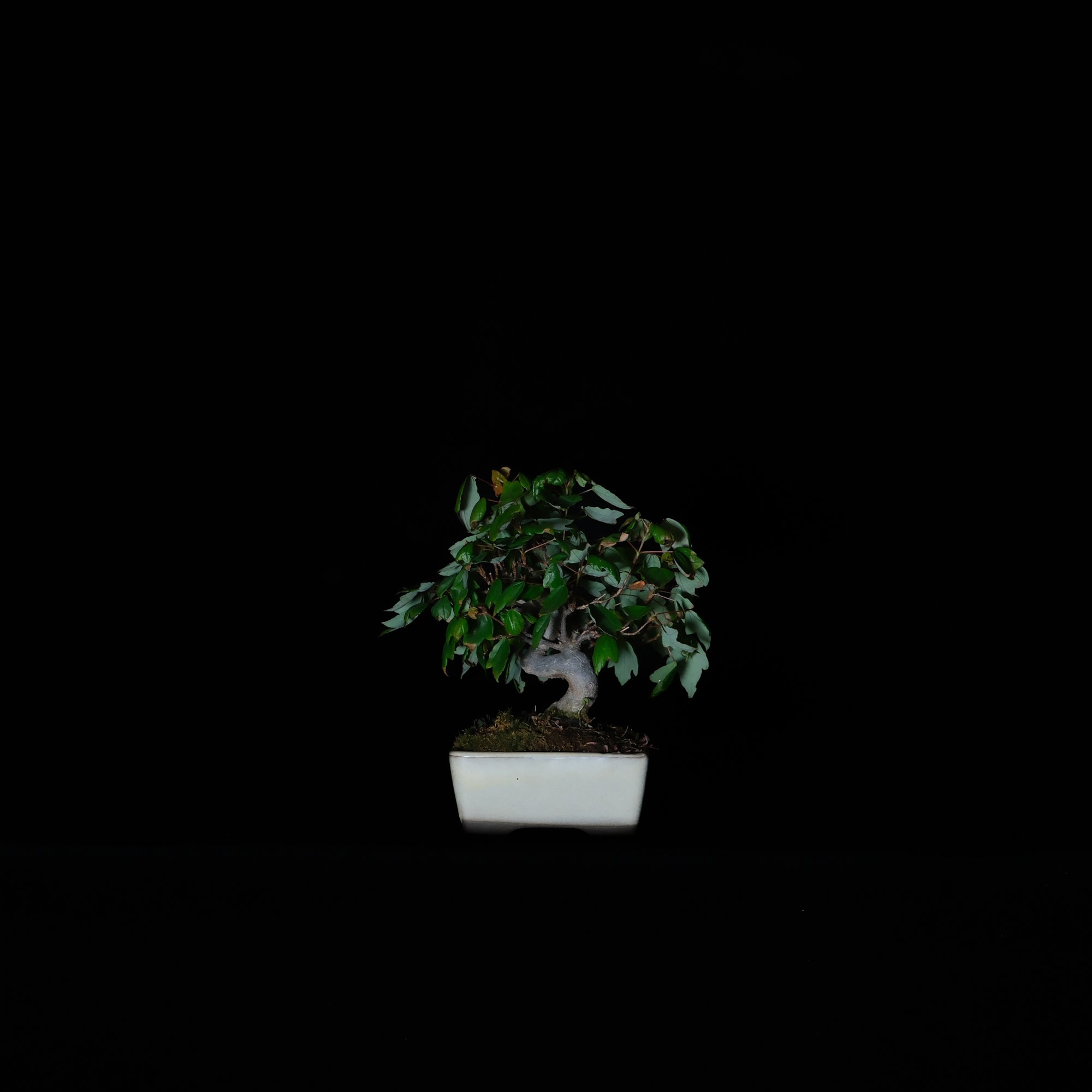 CODE: 25DC007
