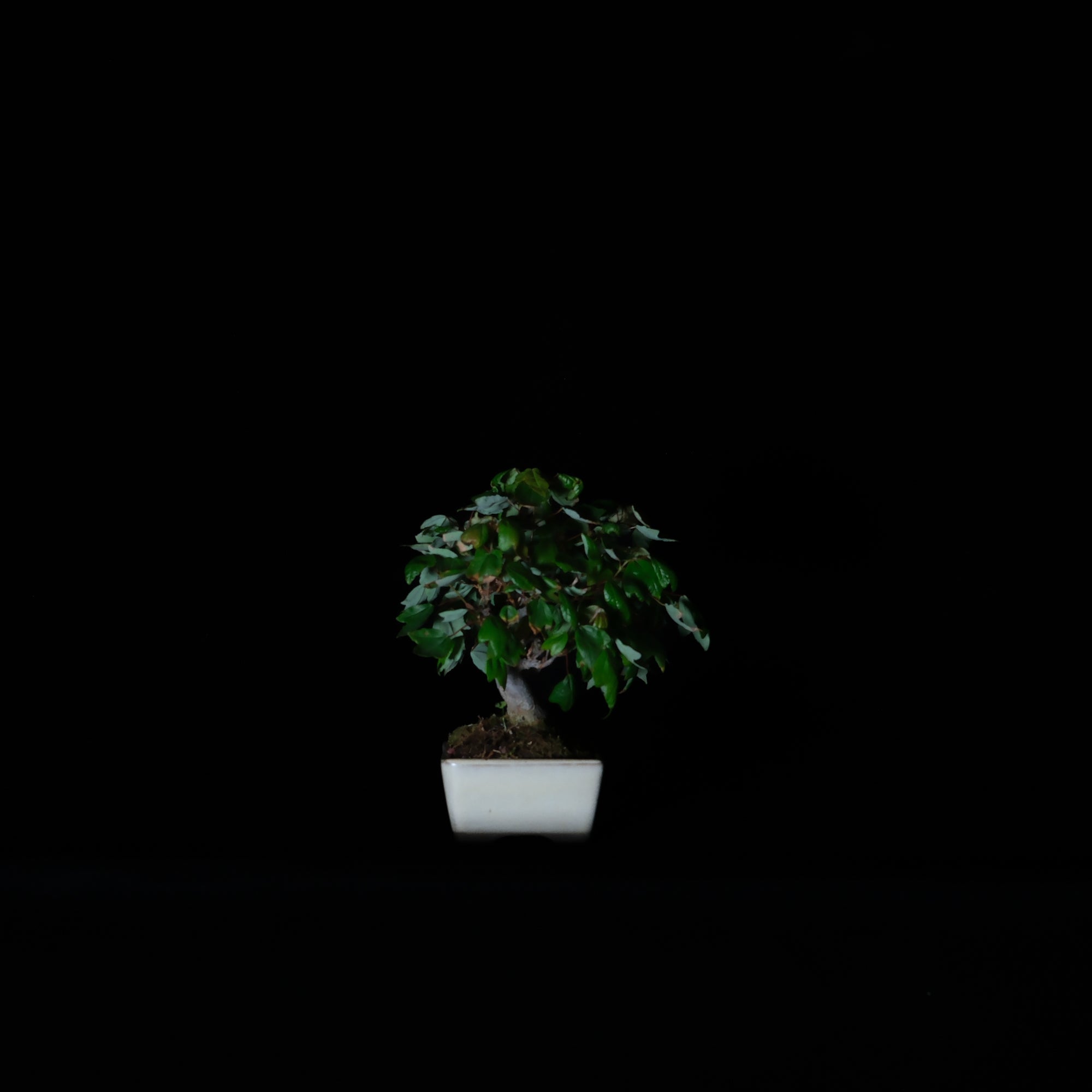 CODE: 25DC007