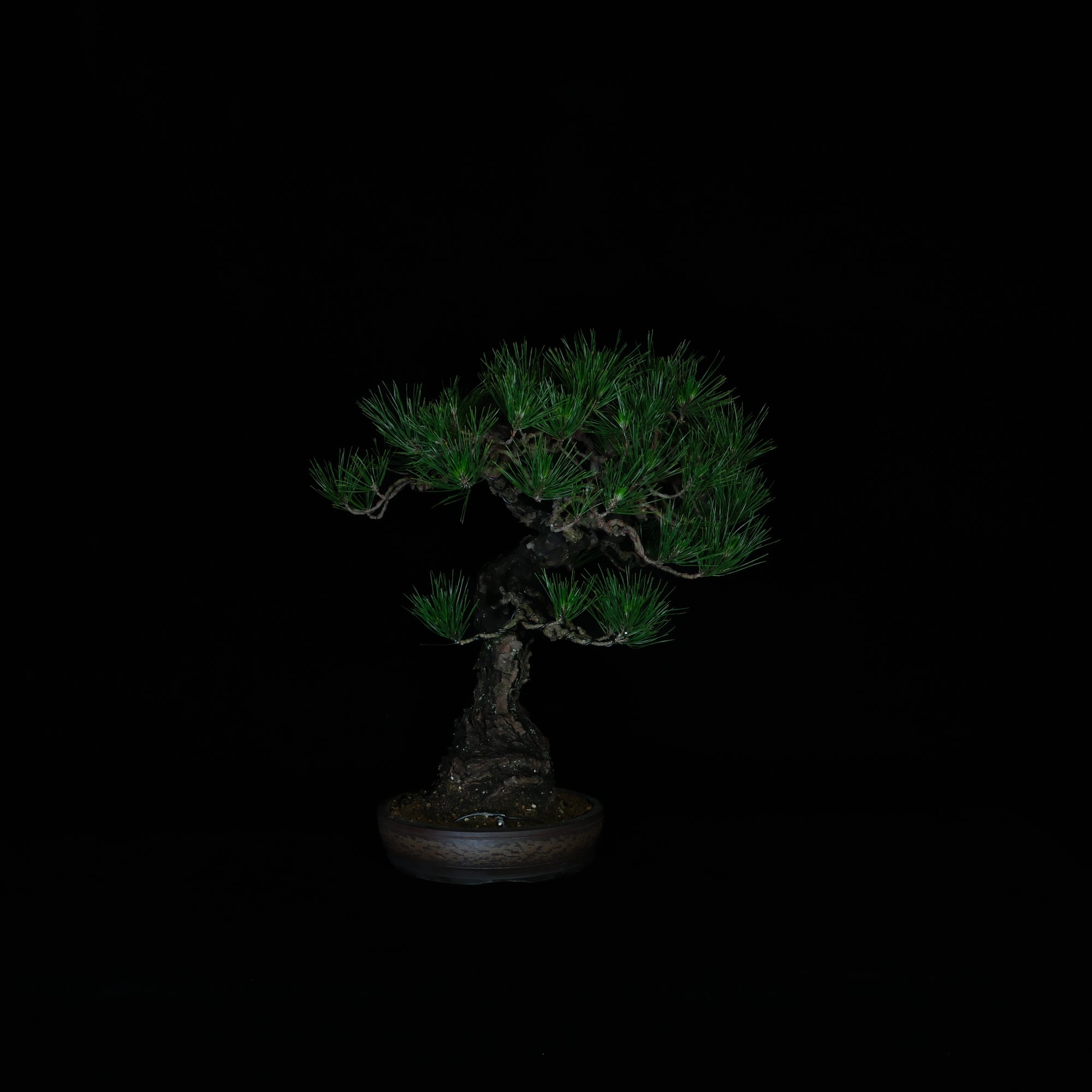 CODE: 26BP003