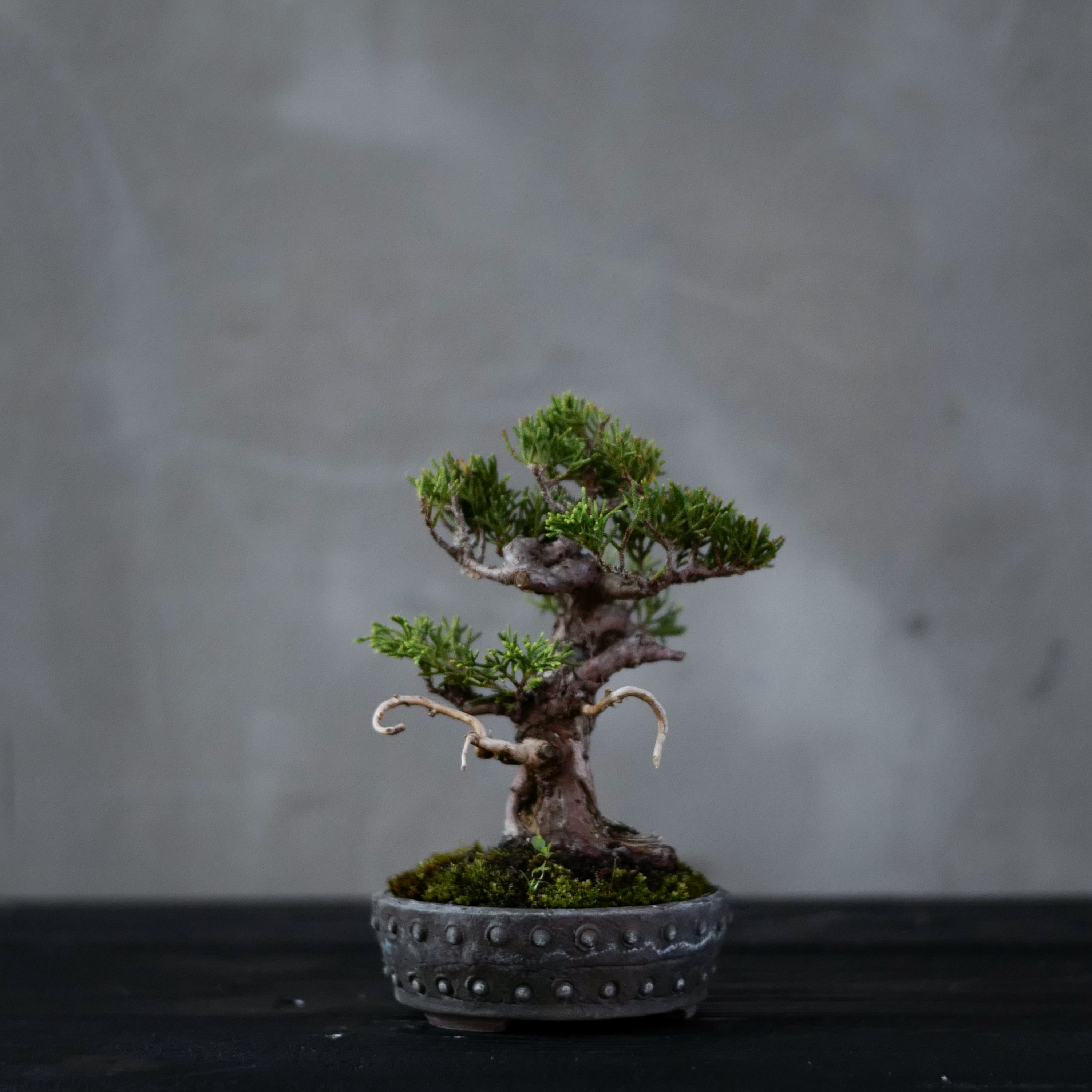 Japanese Juniper Bonsai | 日本系魚川真柏| 24IJ012 – epilogue BONSAI